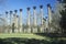 Windsor Ruins are the ruins of the largest antebellum Greek Revival mansion built in the US state of Mississippi, Claiborne County