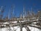 Windstorm in forest