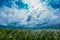 Windstorm in maize crop field