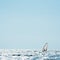 Windsurf sail on the sea