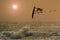 Windsurfer jumping in a sunset sky