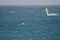 Windsurfer sailing in the sea.