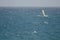 Windsurfer sailing in the sea.