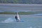 windsurfing in Tamaki river with low tide mudflats in background