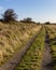 Windswept grass and trees near Donna Nook Nature Reserve