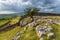 A windswept Hawthorn tree growing out of a limestone pavement at the Winskill Stones