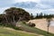 Windswept isolated tree on coastline, Torquay, Australia