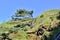 Windswept Landscape of Portuguese Island