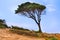 Windswept pine tree leaning to the side on a coastal dune