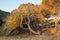 Windswept pine trees