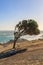 A Windswept Tree along the Cape Peninsula Coast