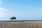 Windswept tree and bushes by a coastline