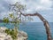 Windswept Tree - Curacao Views