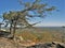 Windswept Tree at Hanging Rock State Park