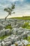 Windswept Tree With Interesting Limestone Rocks In Foreground.