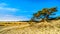 A windswept tree in the mini desert Beekhuizerzand in the Hoge Veluwe nature reserve