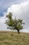 Windswept tree in moorland setting