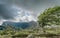 A windswept tree on a mountain ridge on the GR20 in Corsica