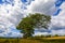 Windswept tree in summer meadows