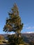 Windswept Tree in Torres del Paine