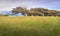 Windswept trees on New Zealand coast