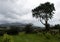 Windswept trees and vines  North Wales on a blustery day.