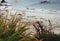 Windswept Wild Flowers and Grasses on the Shore of the Isle of I