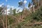 Windthrow of trees in a mountainous coniferous forest