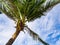 Windy coconut palm tree against with blue sky and white cloud