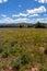 Windy day, alpine meadows of Shrine Mountain Ridge, Colorado Rockies