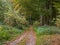 Windy day in the autumn forest. Flying leaves in the wind. Forest path with falling red and yellow leaves