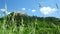 Windy day footage: grass shivers on a field with a view of half-destroyed castle