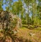 Windy day on lake Vuoksa in the Leningrad region. Priozersky di