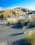 Windy Dune Grass Shadows