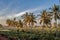 windy and dusty tropical tall coconut palms at Sunset time Bidar