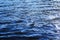 windy lake, little blue waves on the river, background