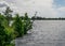 Windy landscape with a swamp lake, the lake water ripples and trees move in strong winds