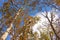 Windy morning among tall deciduous trees in late fall.