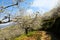 Windy path under cherry blossom trees in a sunny day