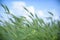 Windy uncultivated barley fields