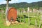 Wine barrel in the vineyard