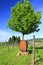 Wine barrel in the vineyard