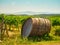 Wine Barrel Vineyard