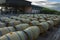 Wine barrels in the cellar of the winery. Wine barrels in wine vaults. Producer: Antinori Bolgheri, Tuscany, Italy