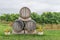 Wine barrels in a grape field