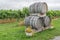 Wine barrels in a grape field