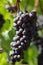 Wine black grape