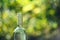 Wine bottle with blur background in vineyard, Hungary