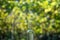 Wine bottle with blur background in vineyard, Hungary