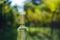 Wine bottle with blur background in vineyard, Hungary